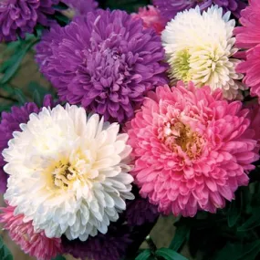 Aster - Giant Crego Mixed (Seeds)