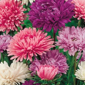 Aster - Powderpuff Bouquet (Seeds)